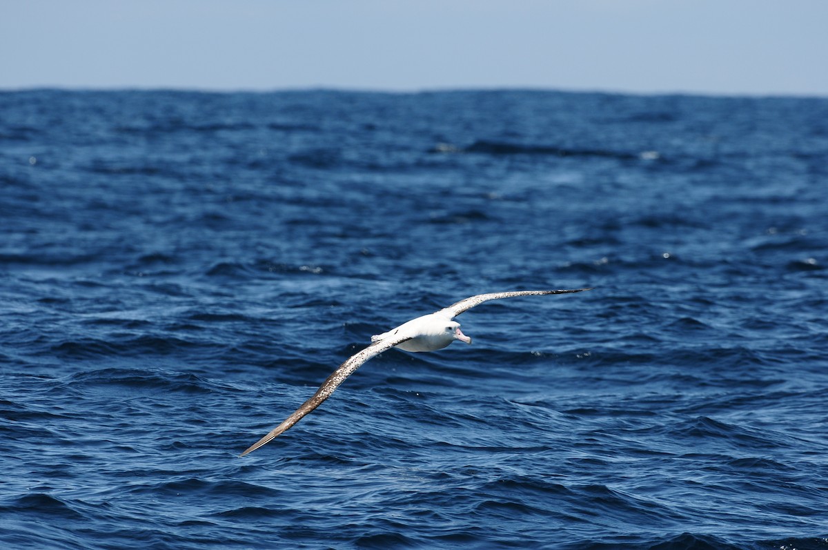 Antipodean Albatross (Gibson's) - ML643213262