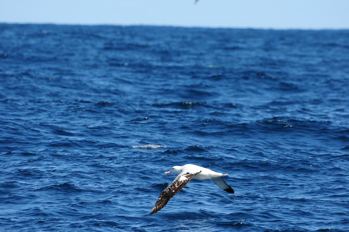 Antipodean Albatross (Gibson's) - ML643213263