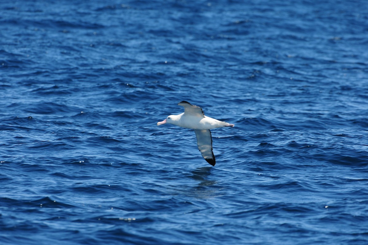 Antipodean Albatross (Gibson's) - ML643213264