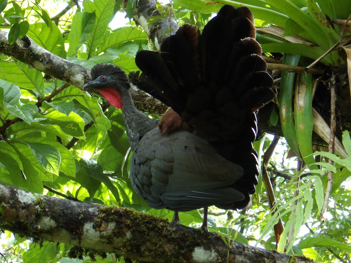 Crested Guan - ML643213286