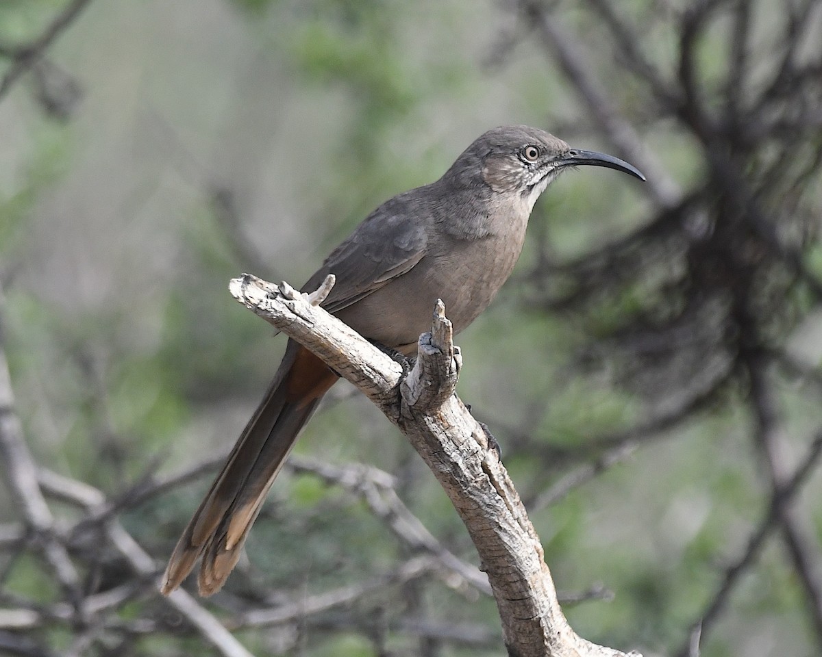 Crissal Thrasher - ML643213297