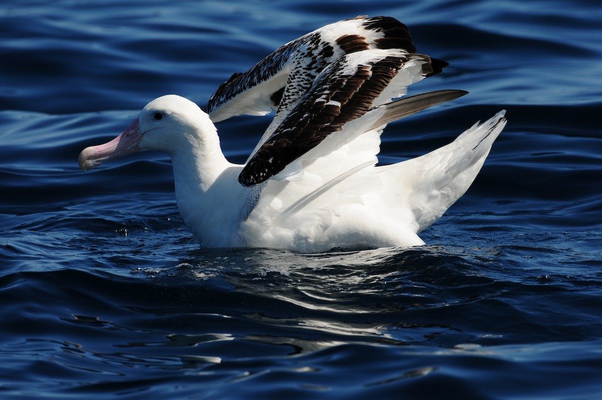 Antipodean Albatross (Gibson's) - ML643213302