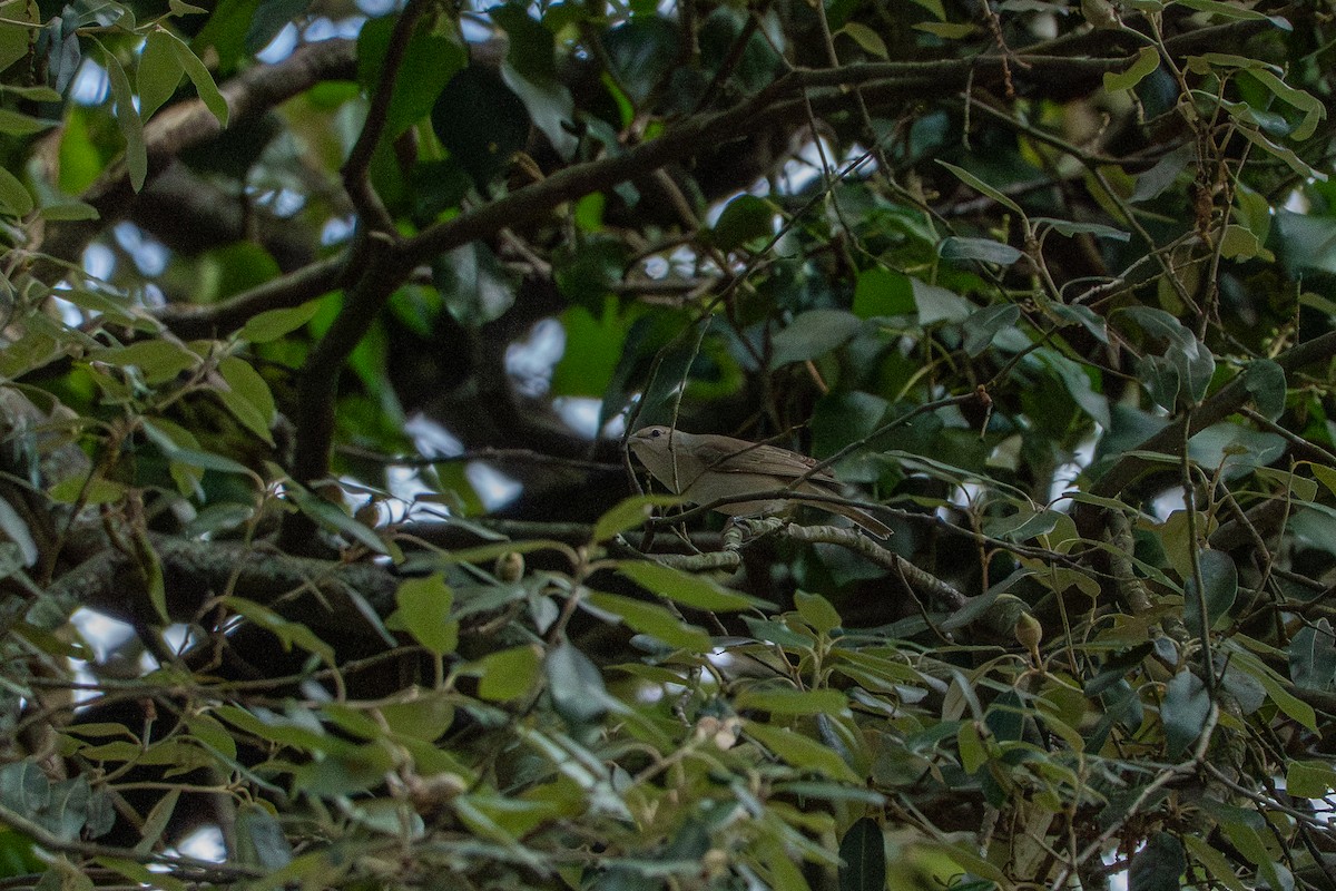 Garden Warbler - ML643213330