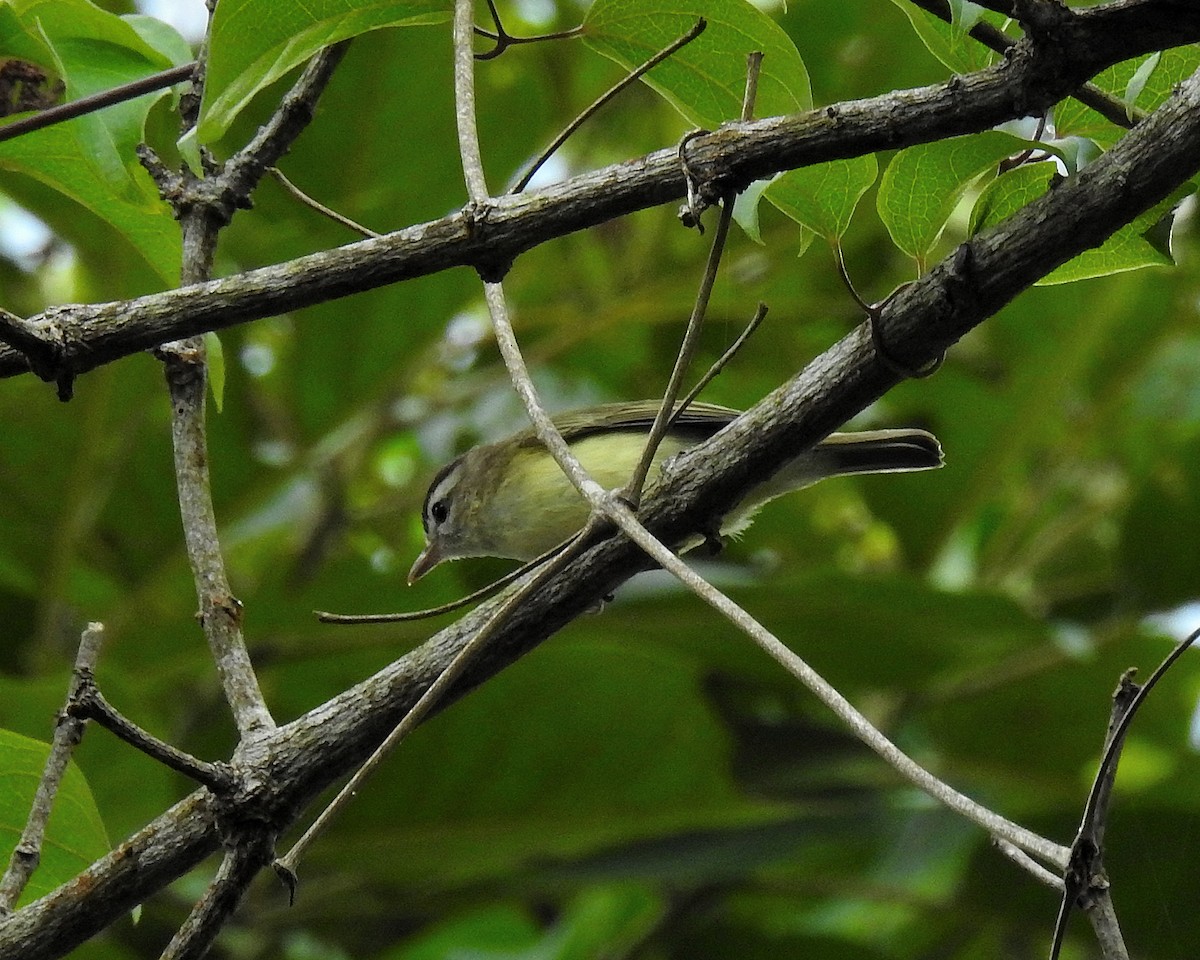 Brown-capped Vireo - ML643213340
