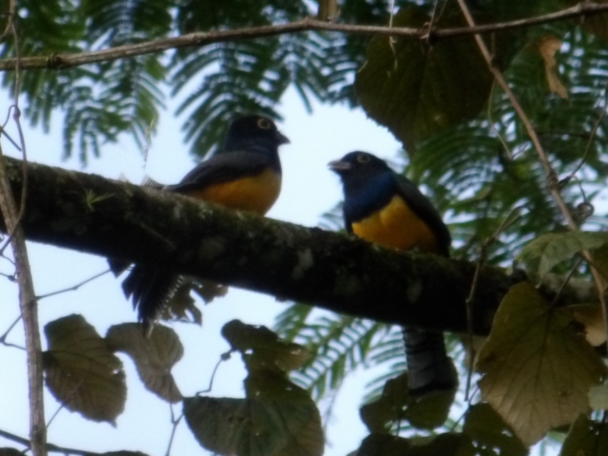 Gartered Trogon - ML643213357