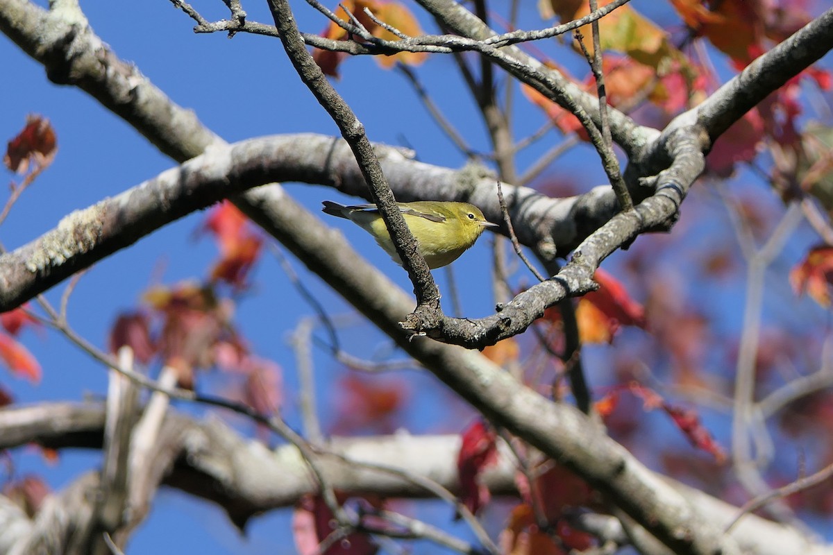 Tennessee Warbler - ML643213368