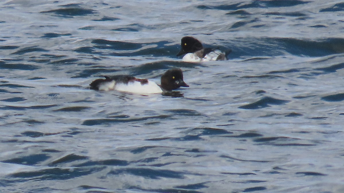Common Goldeneye - ML643213373