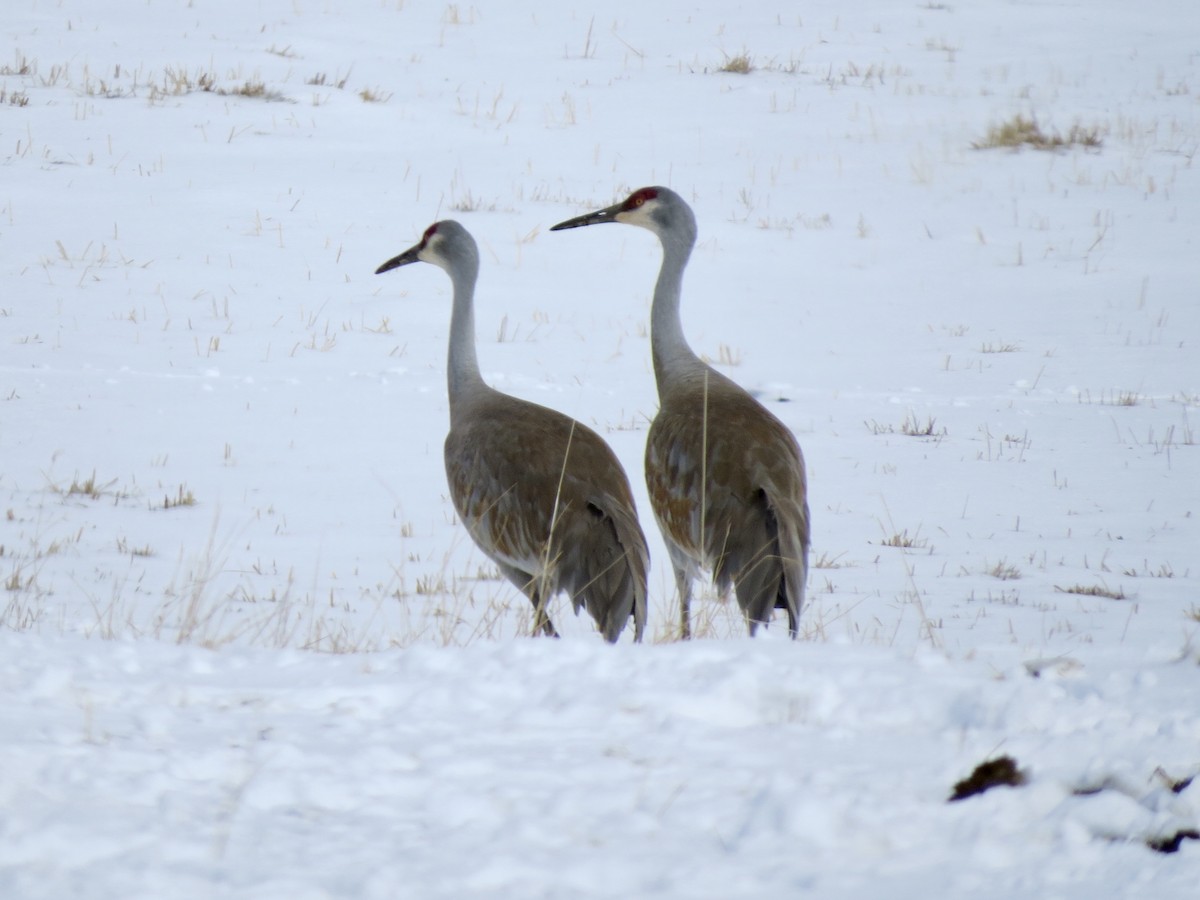 Sandhill Crane - ML643213374