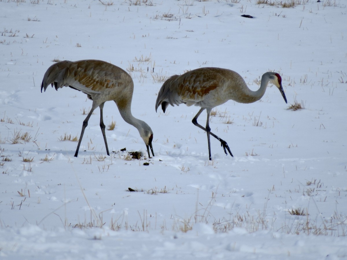 Sandhill Crane - ML643213375