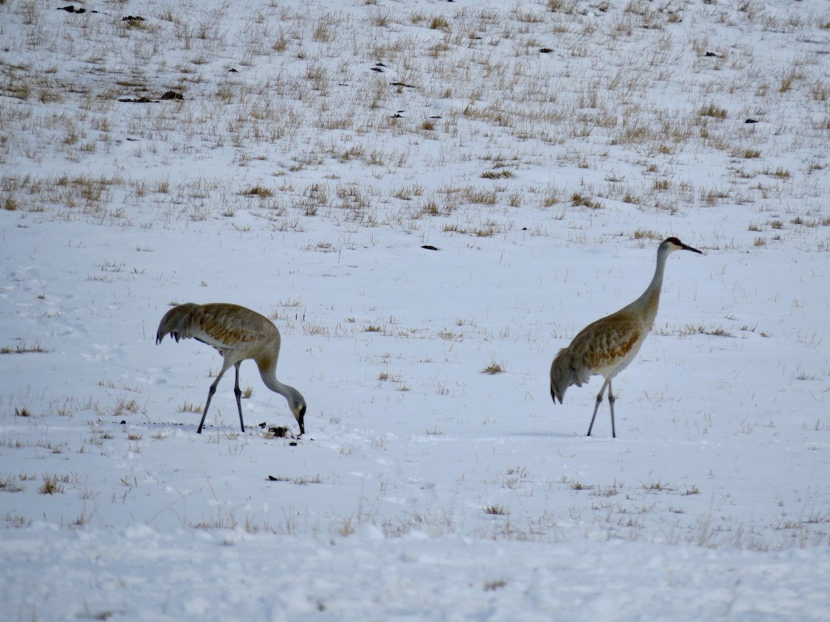 Sandhill Crane - ML643213376