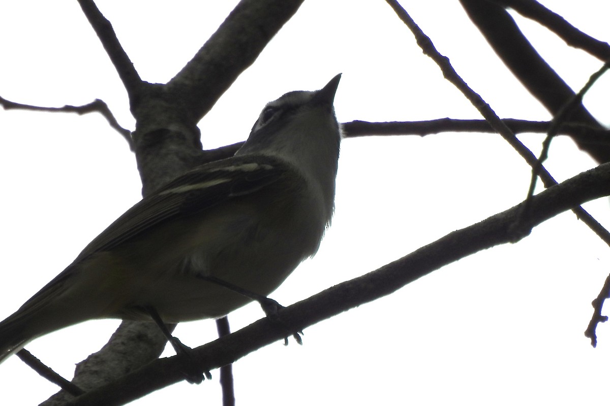 Blue-headed Vireo - ML643213388