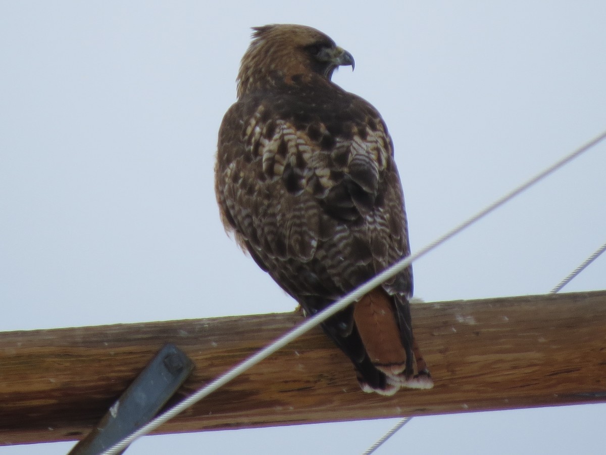 Red-tailed Hawk - ML643213391