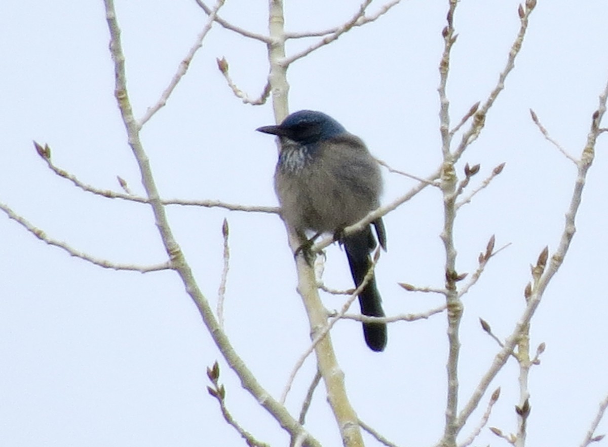 Woodhouse's Scrub-Jay - ML643213416