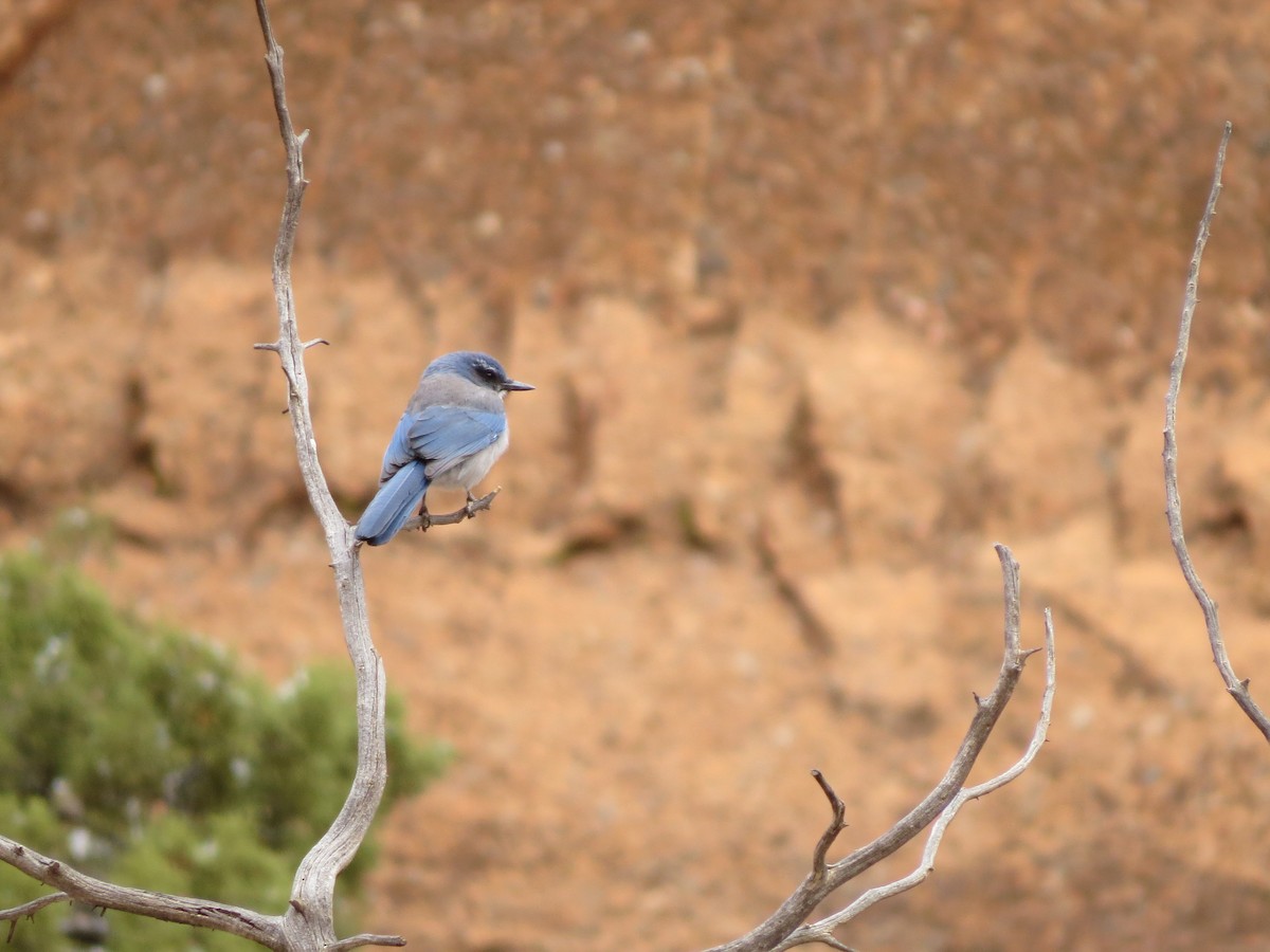 Woodhouse's Scrub-Jay - ML643213417