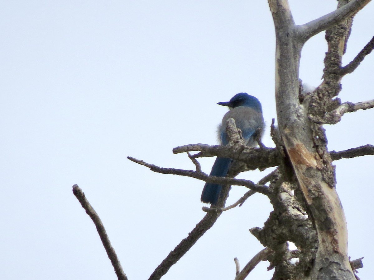 Woodhouse's Scrub-Jay - ML643213418
