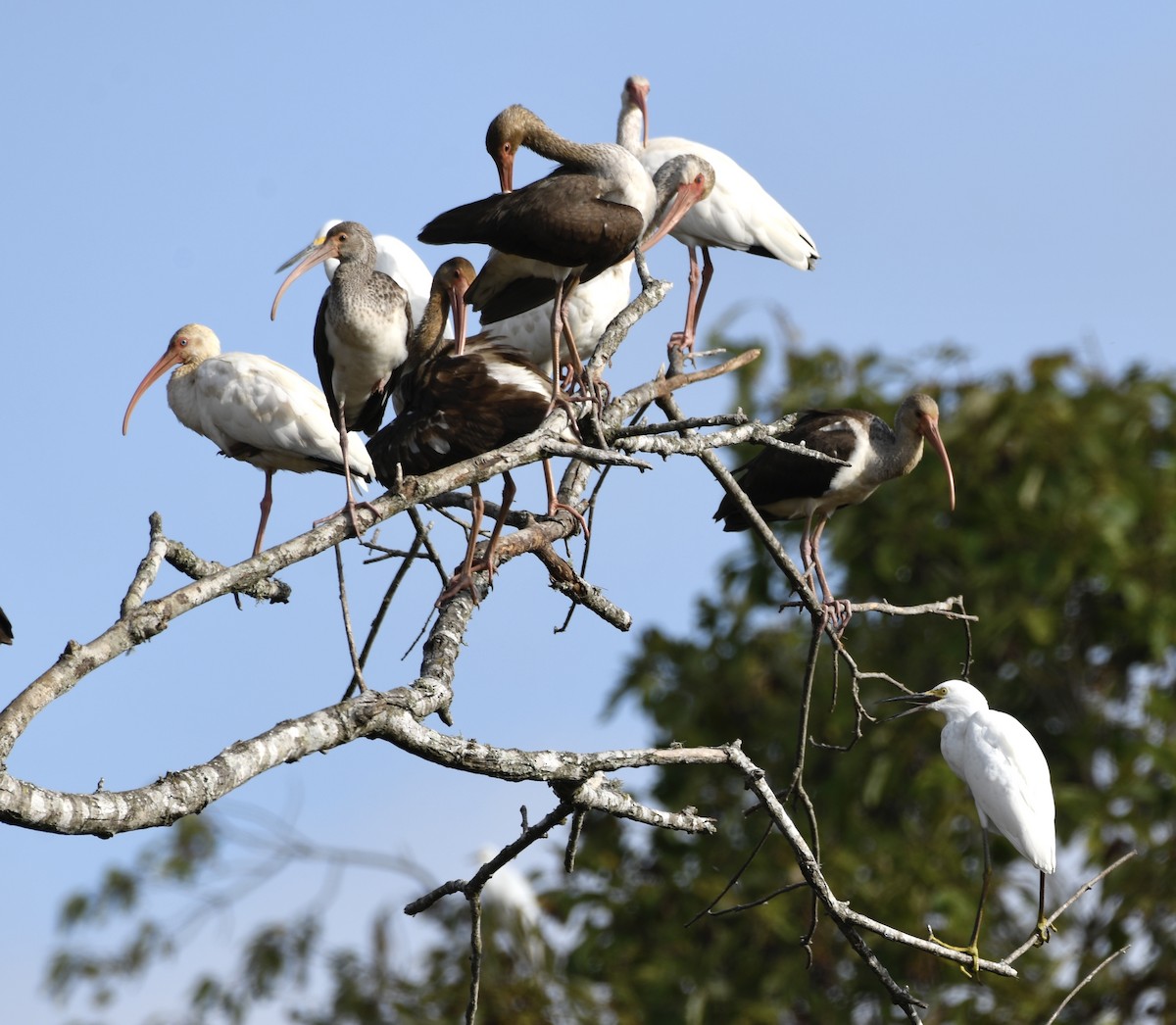 White Ibis - ML643213423