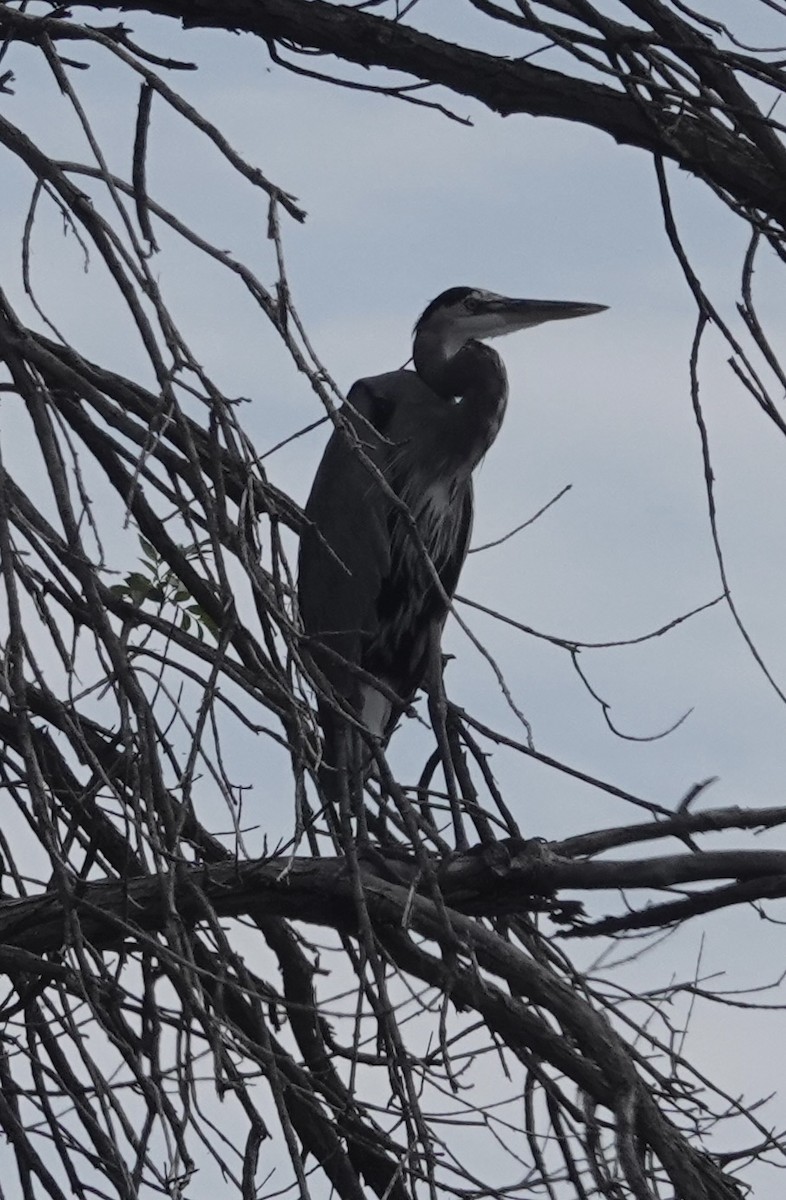 Great Blue Heron - ML643213425