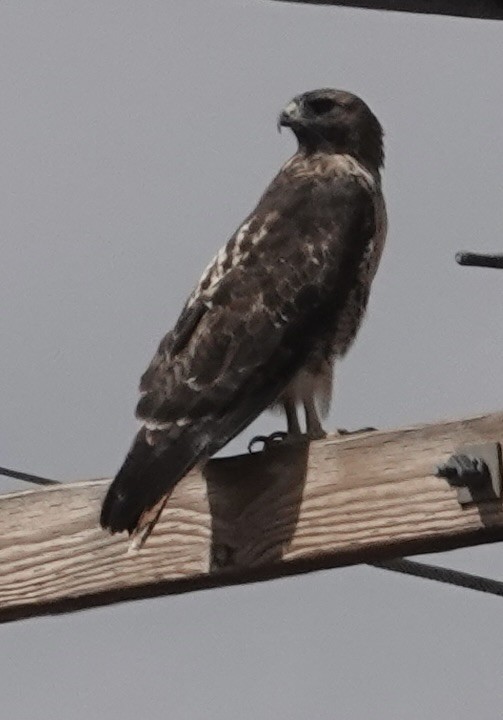 Red-tailed Hawk - ML643213433