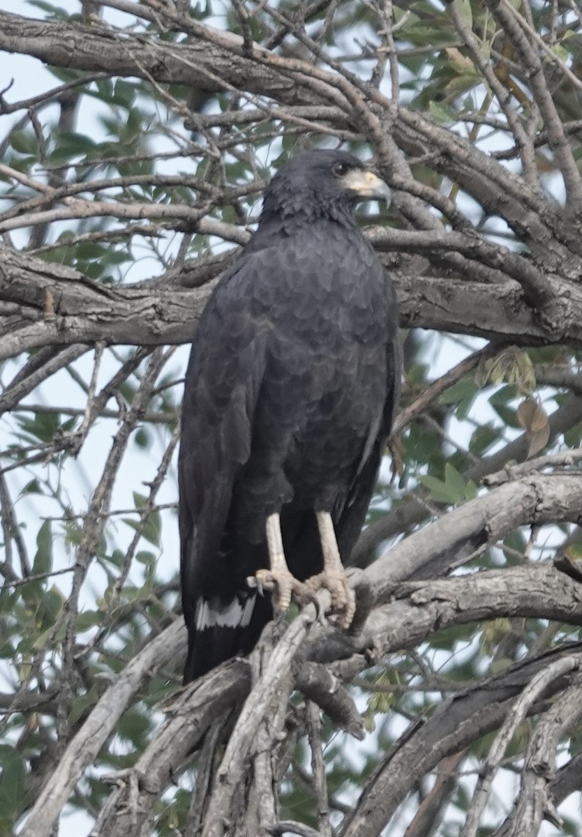 Common Black Hawk - ML643213436