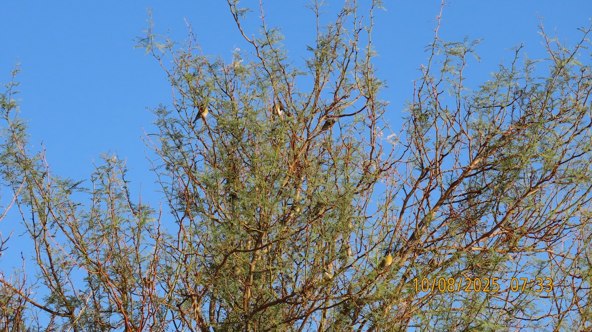 Lawrence's Goldfinch - ML643213437