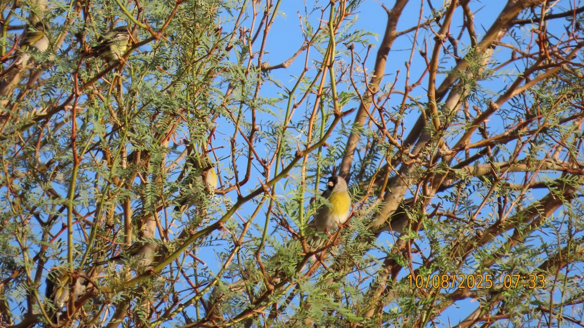 Lawrence's Goldfinch - ML643213438