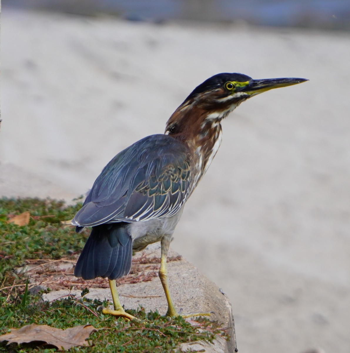 Green Heron - ML643213442