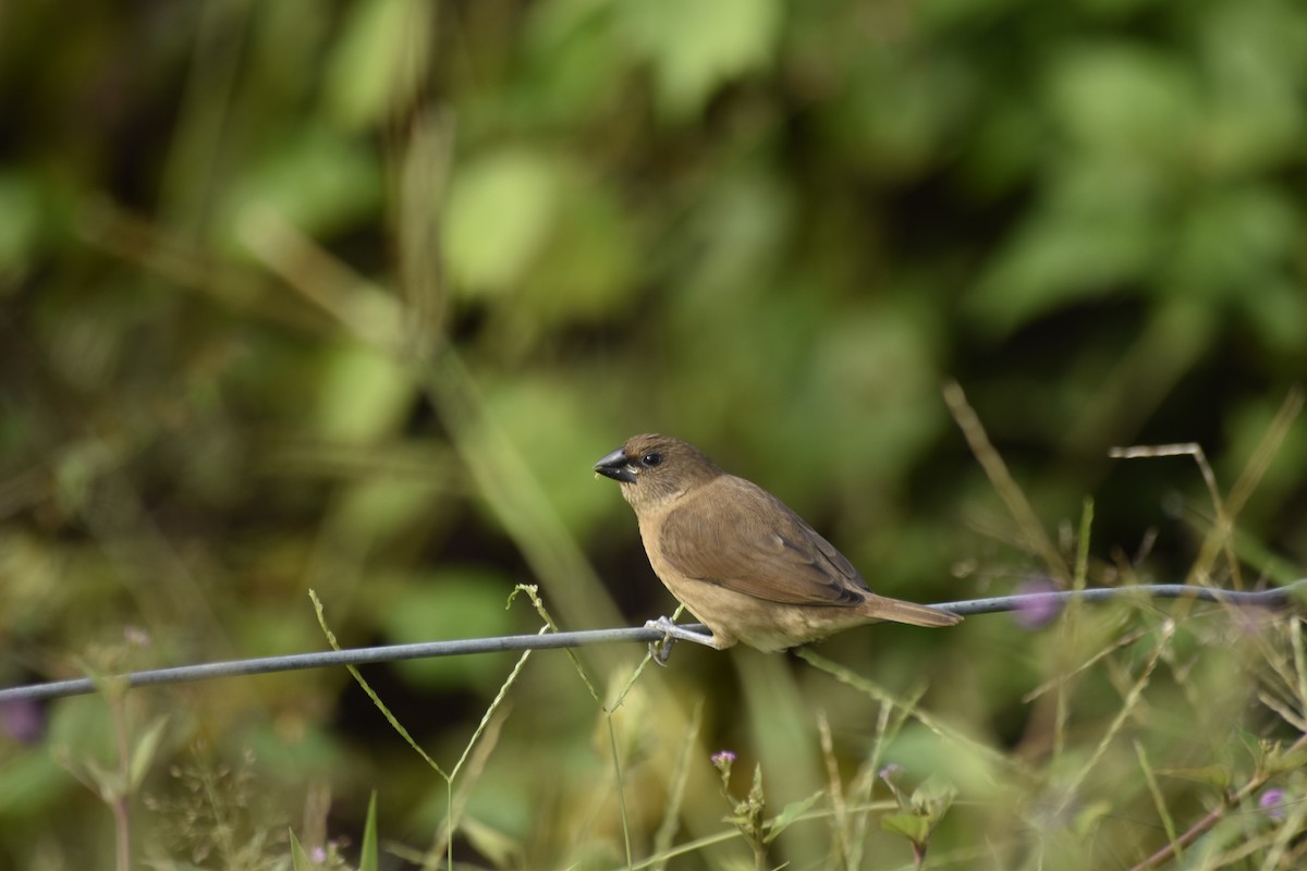 Scaly-breasted Munia - ML643213457