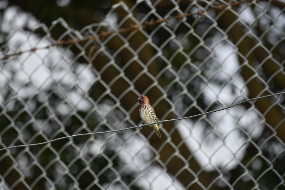Scaly-breasted Munia - ML643213459