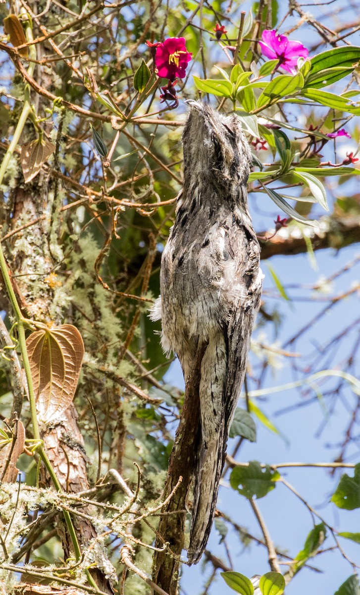 Common Potoo - ML643213461