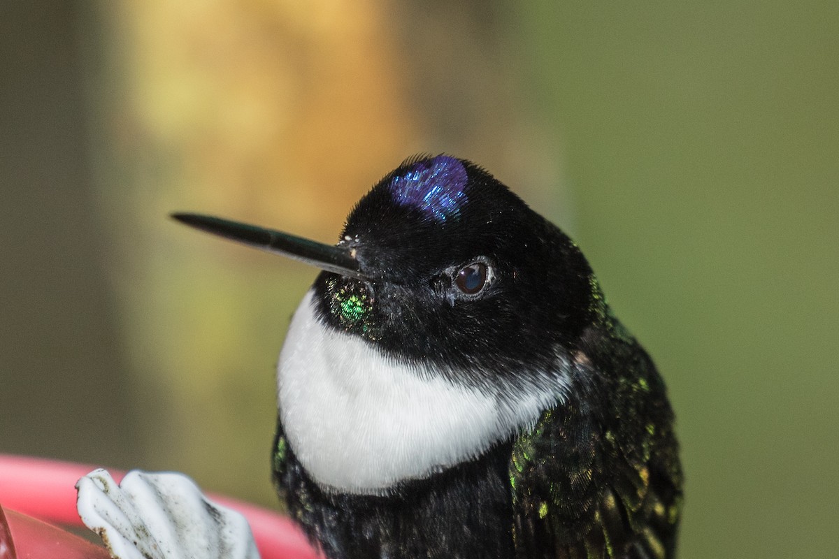 Collared Inca - ML643213473