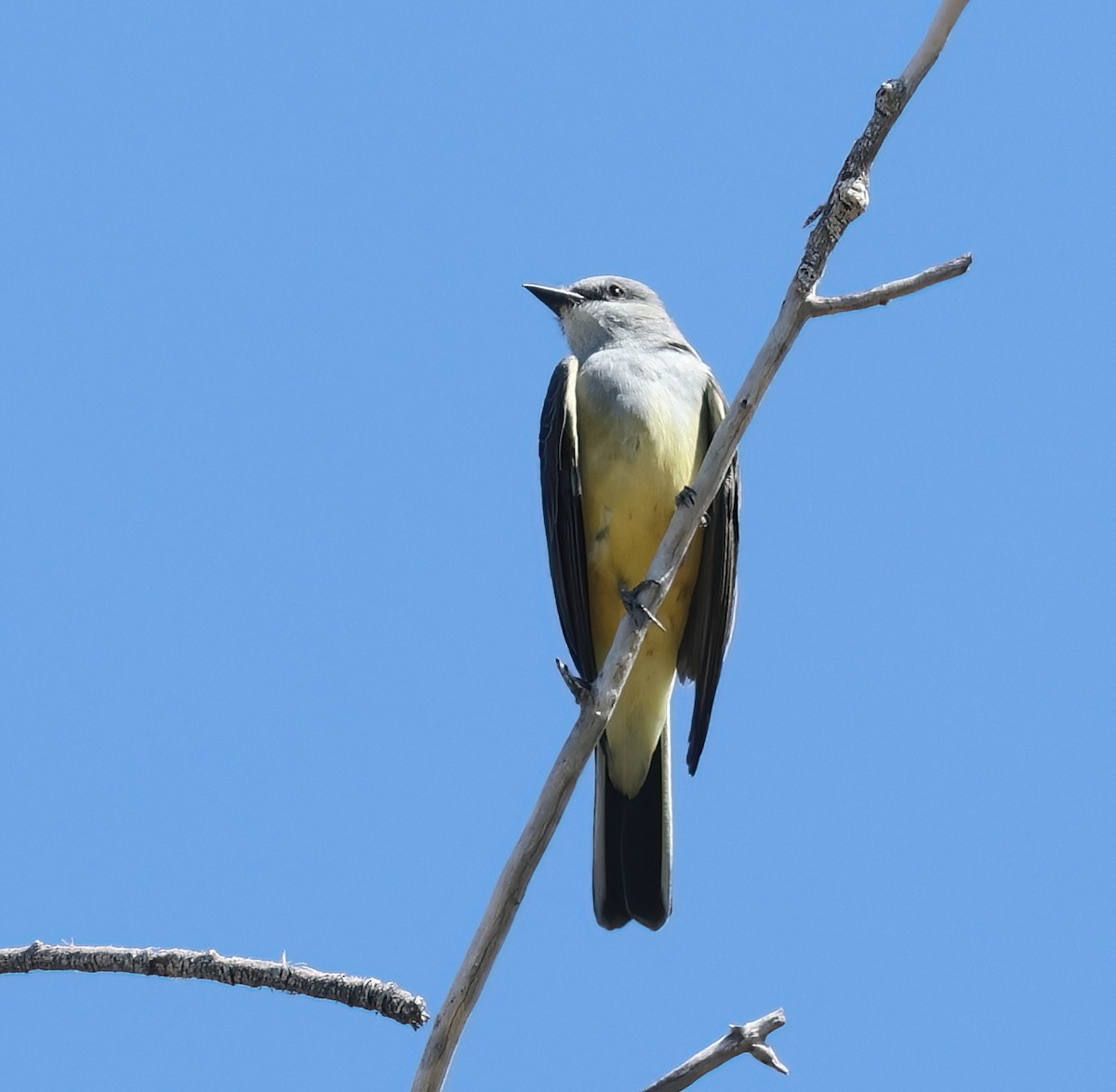 Western Kingbird - ML643213477