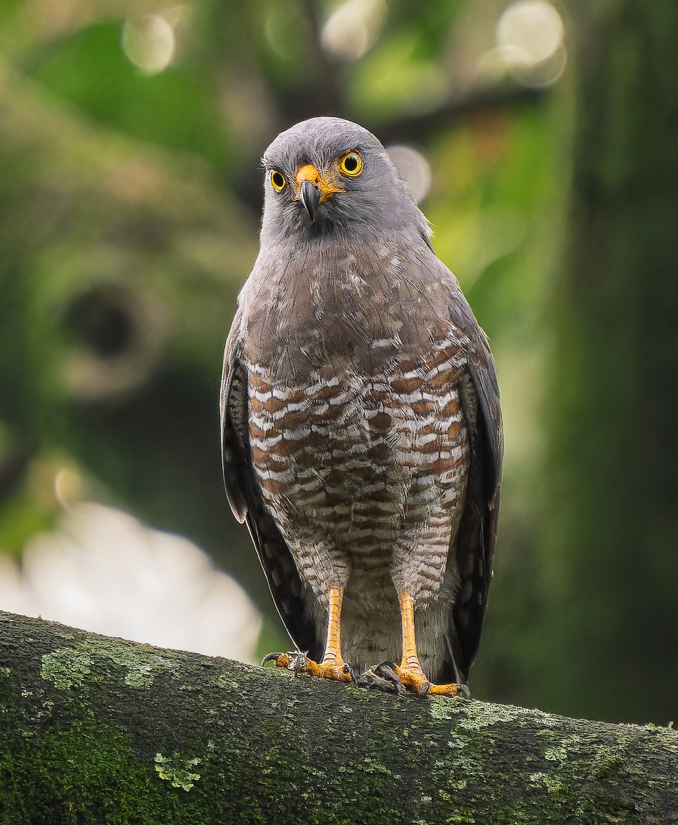 Roadside Hawk - ML643213487