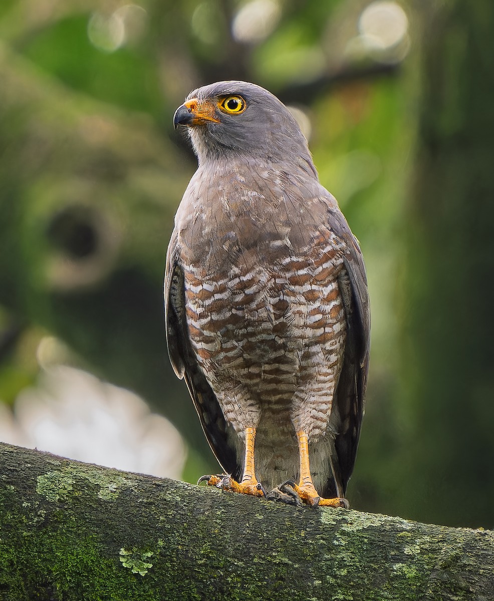 Roadside Hawk - ML643213488