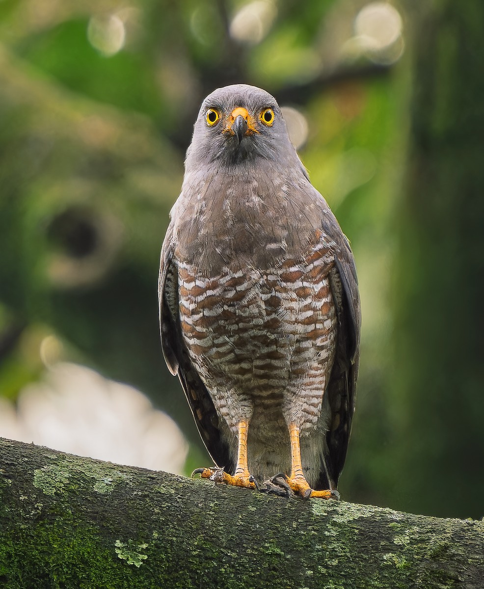 Roadside Hawk - ML643213489