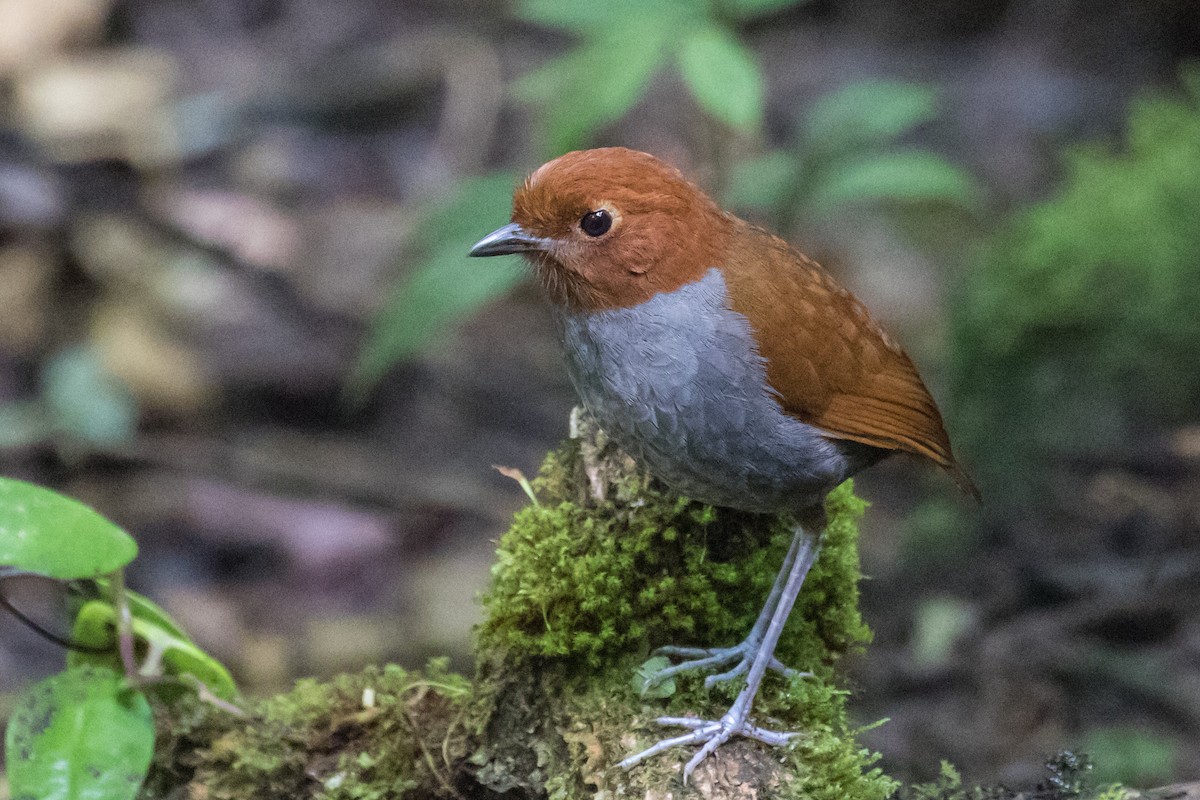Bicolored Antpitta - ML643213496
