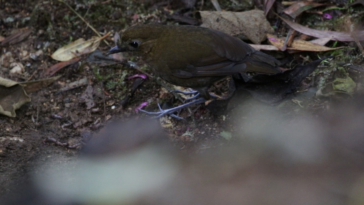 Brown-banded Antpitta - ML643213497