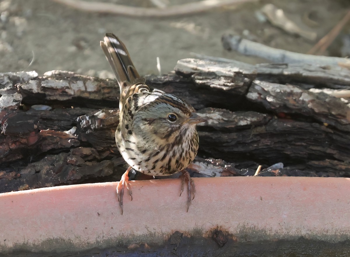 Lincoln's Sparrow - ML643213501