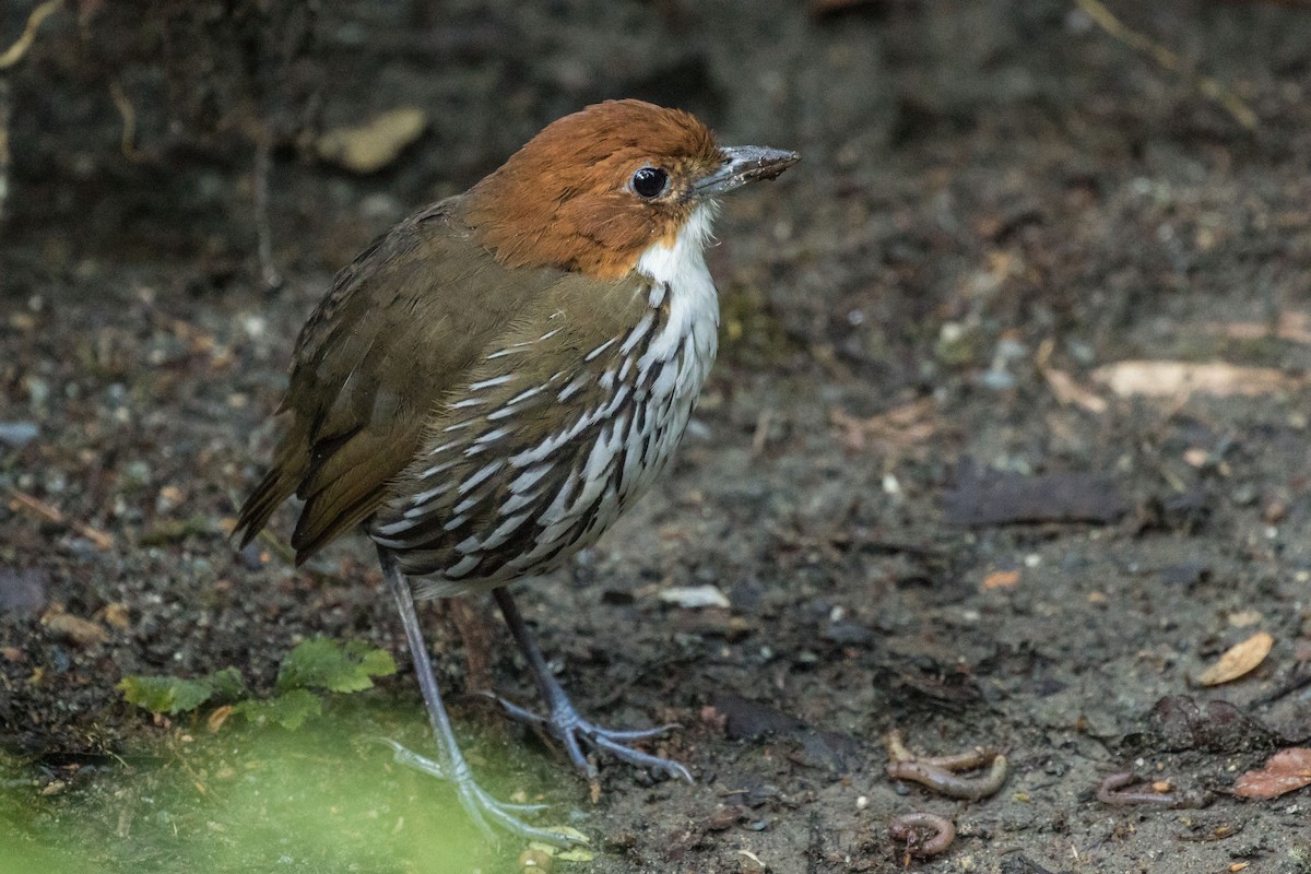 Chestnut-crowned Antpitta - ML643213524