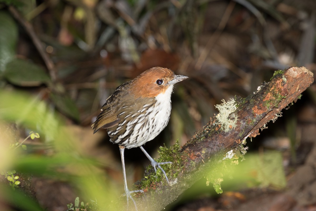 Chestnut-crowned Antpitta - ML643213525