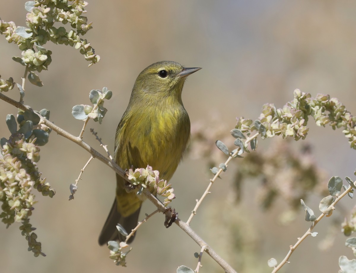 Orange-crowned Warbler - ML643213531