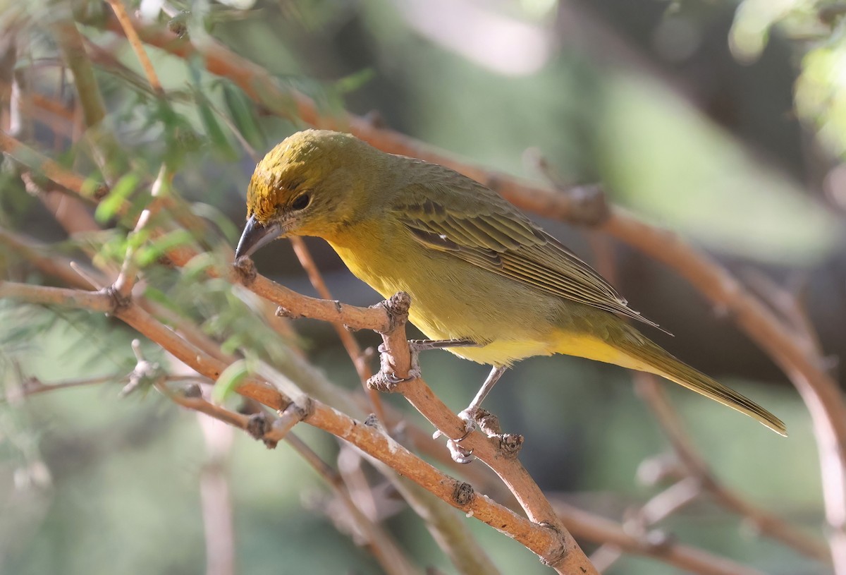 Hepatic Tanager - ML643213540