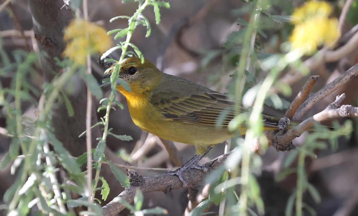 Hepatic Tanager - ML643213541
