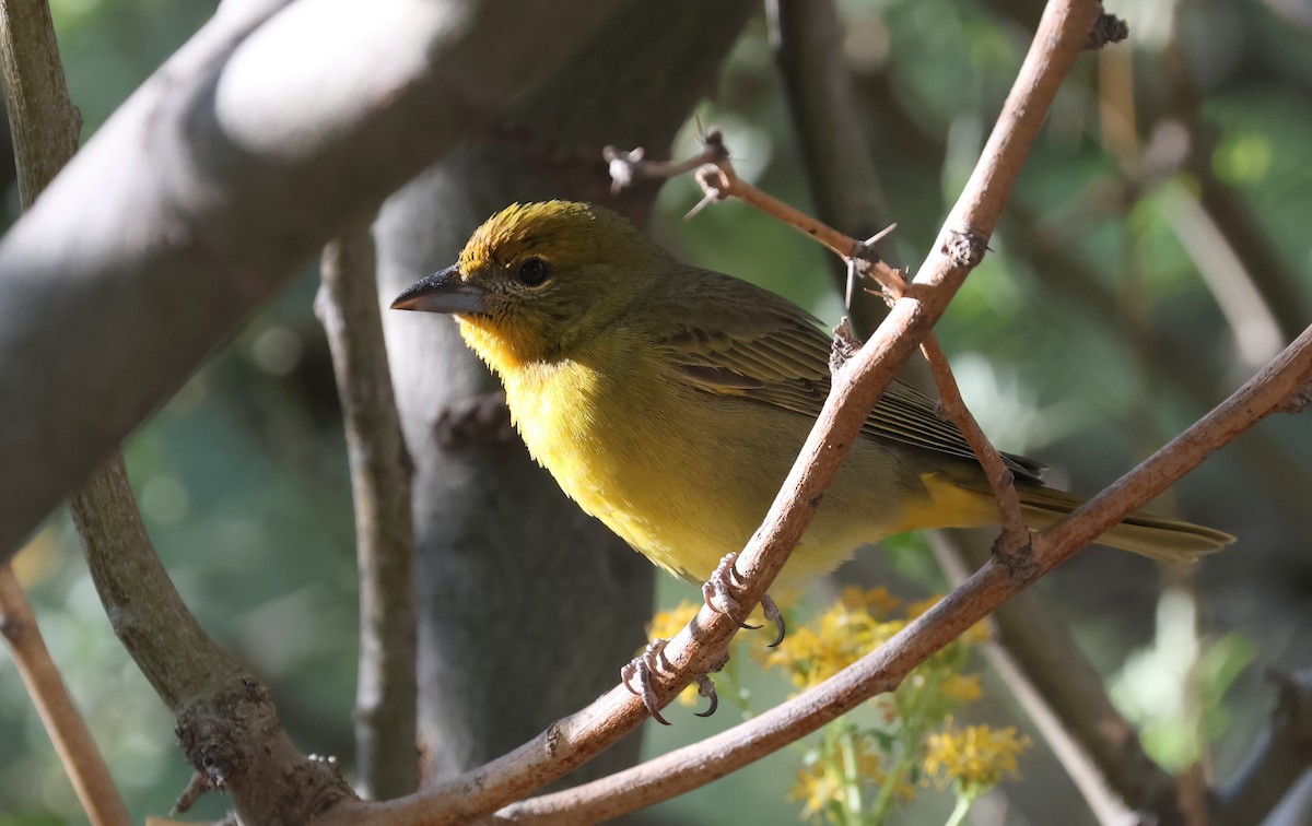 Hepatic Tanager - ML643213542