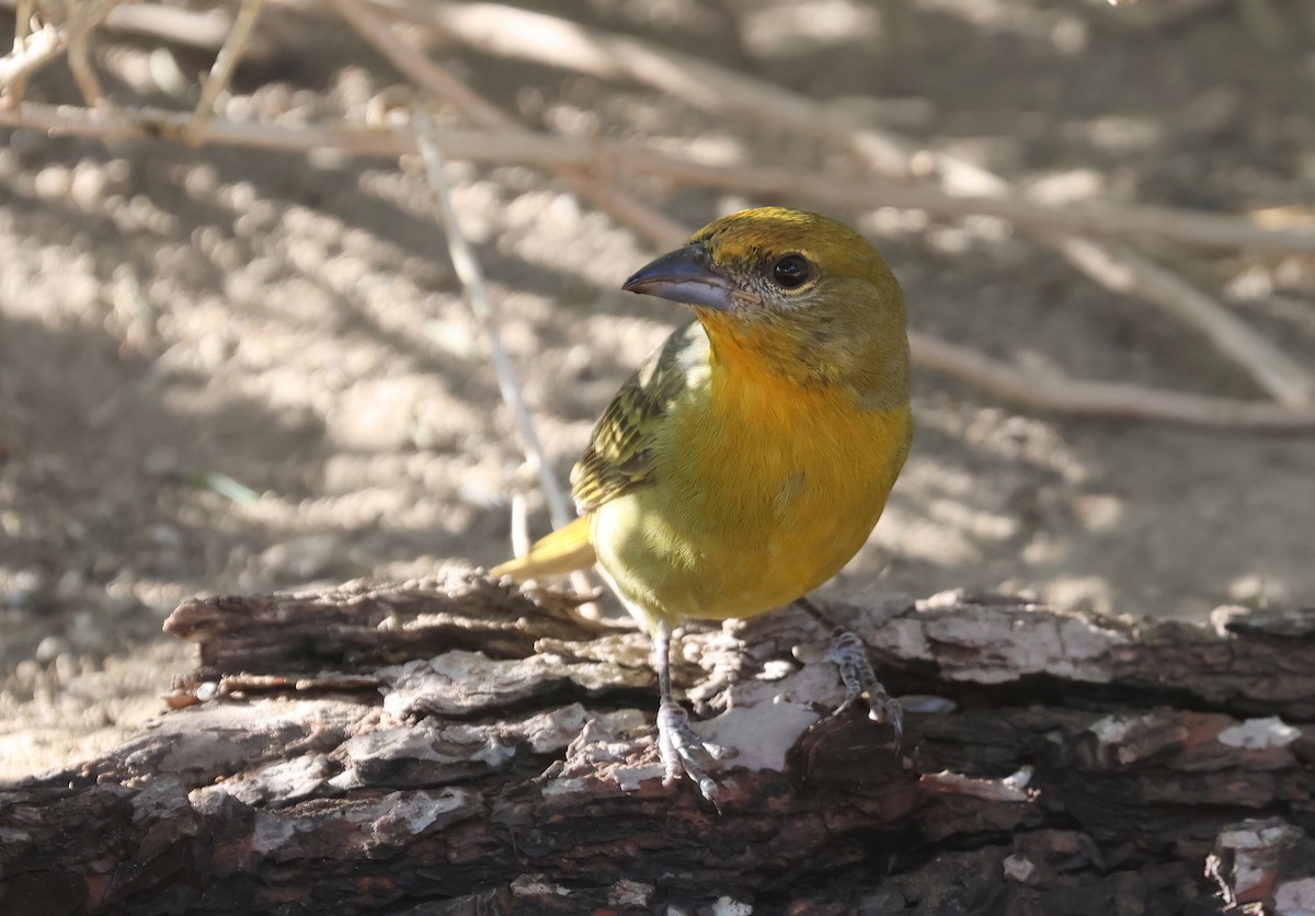 Hepatic Tanager - ML643213543