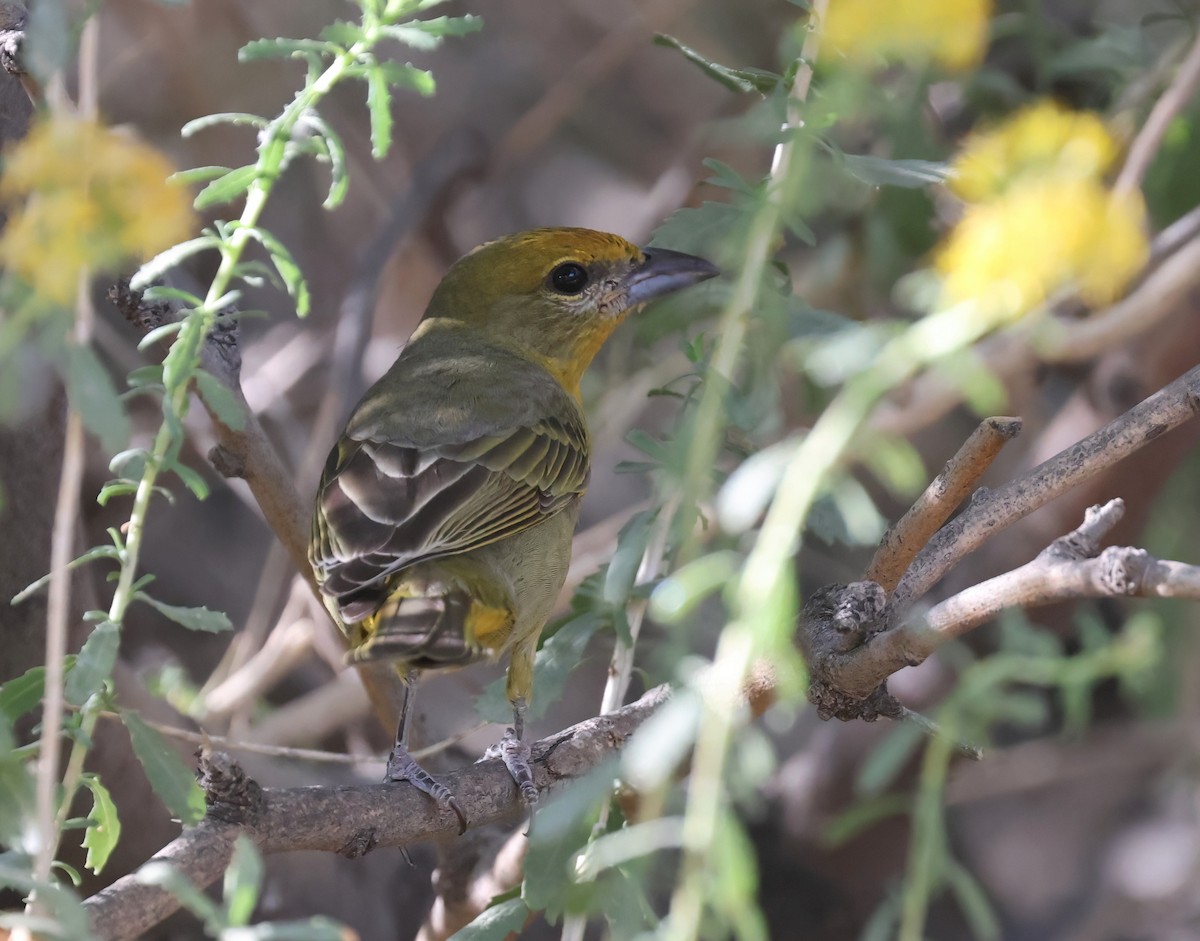 Hepatic Tanager - ML643213544