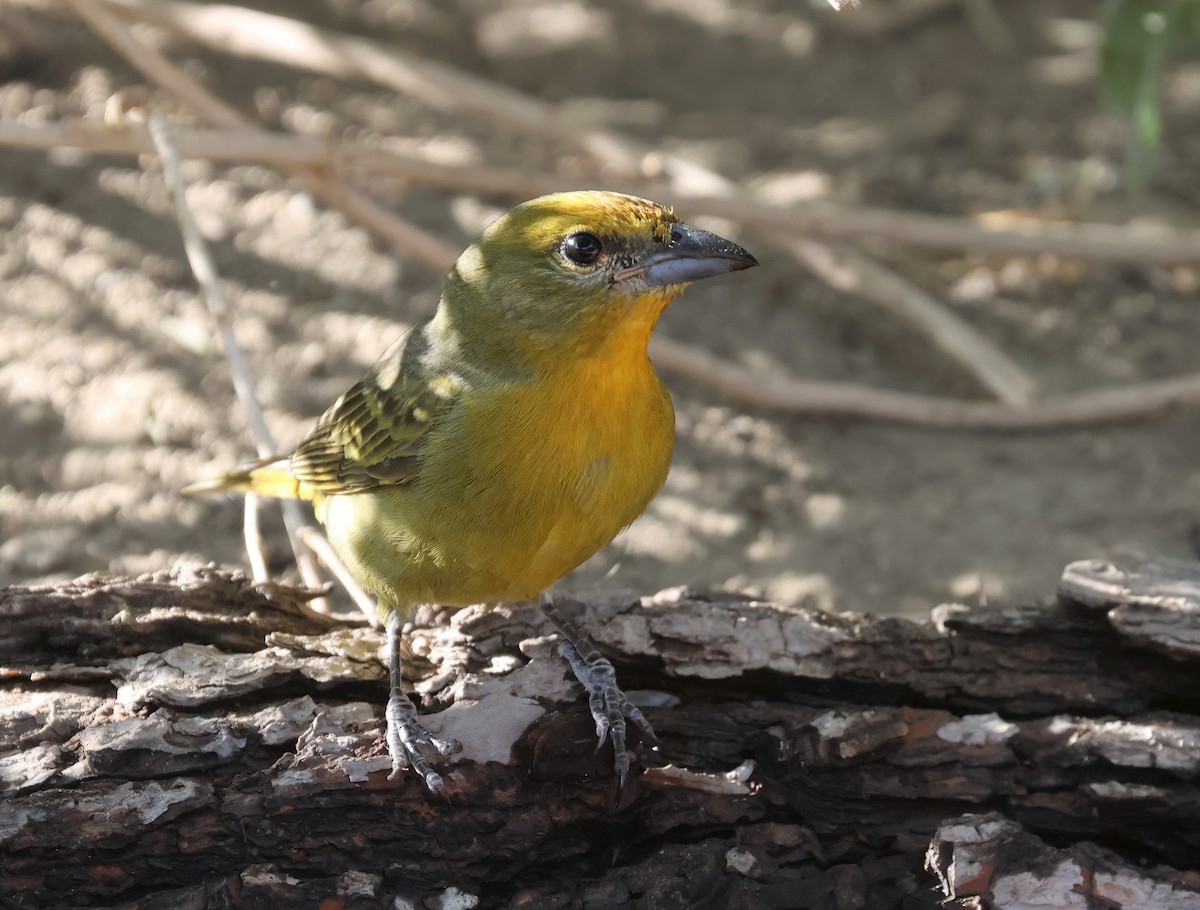 Hepatic Tanager - ML643213545