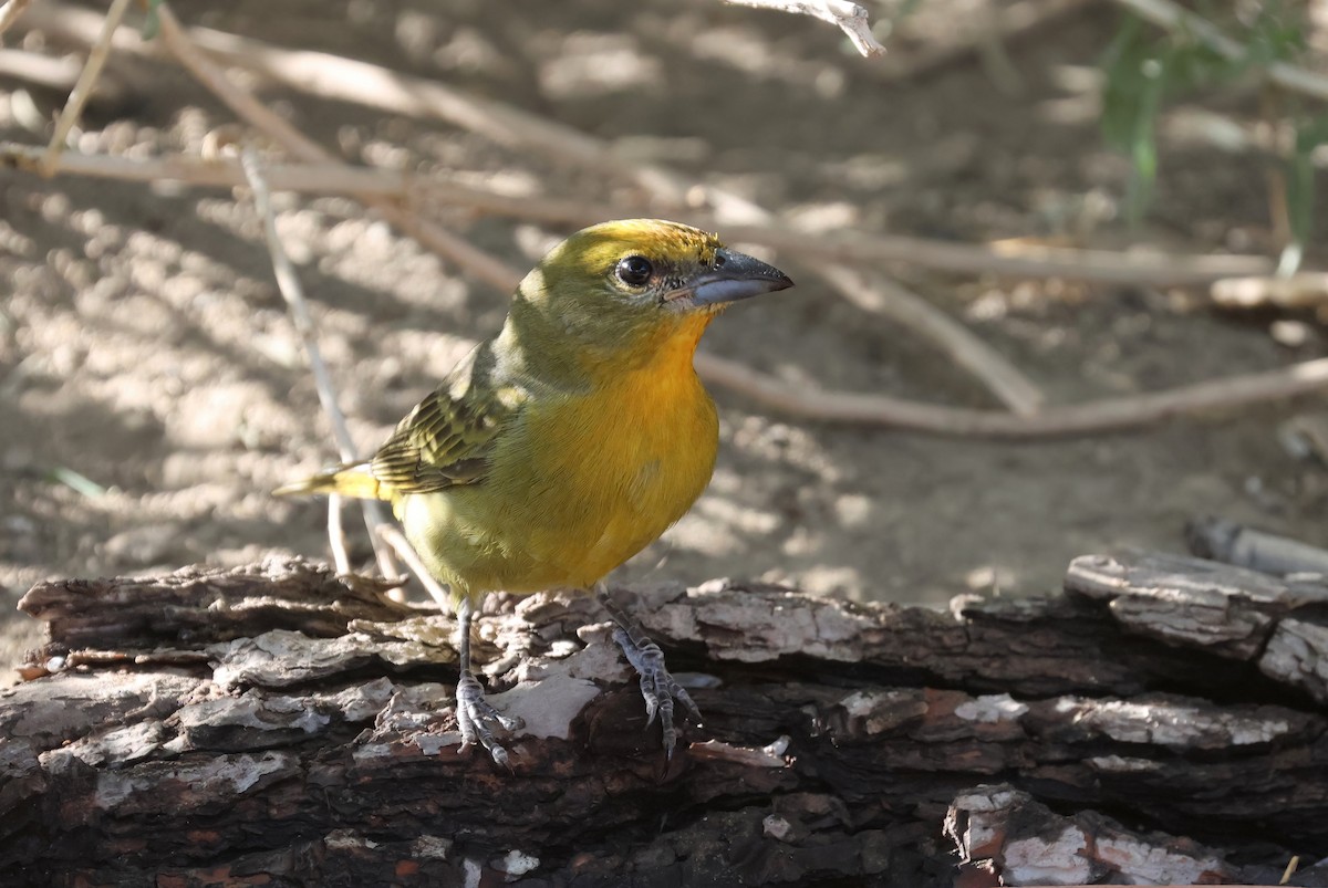 Hepatic Tanager - ML643213546