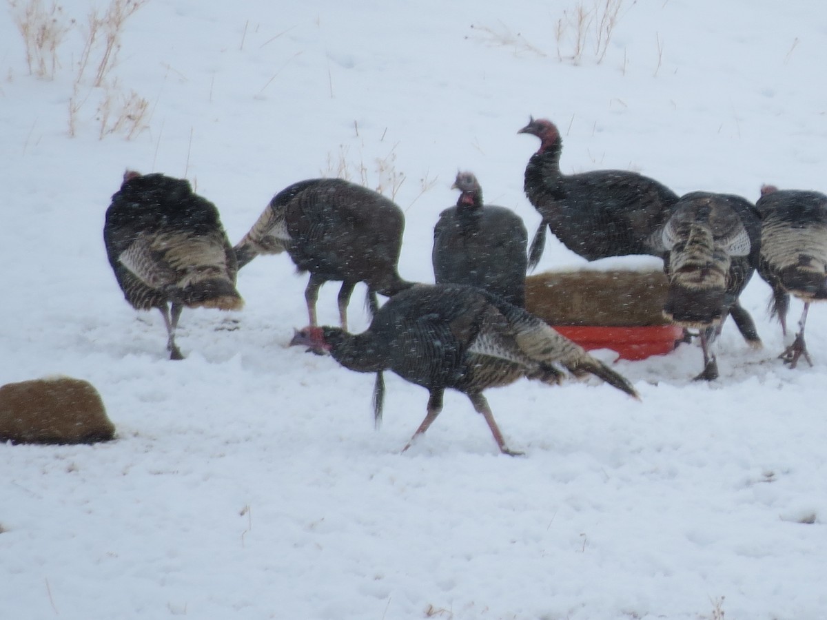 Wild Turkey - ML643213547