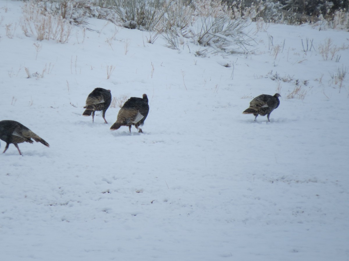 Wild Turkey - ML643213548