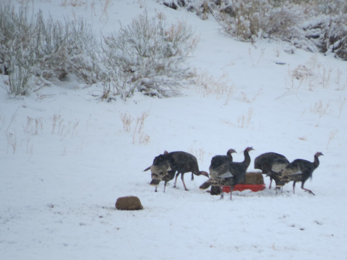 Wild Turkey - ML643213549